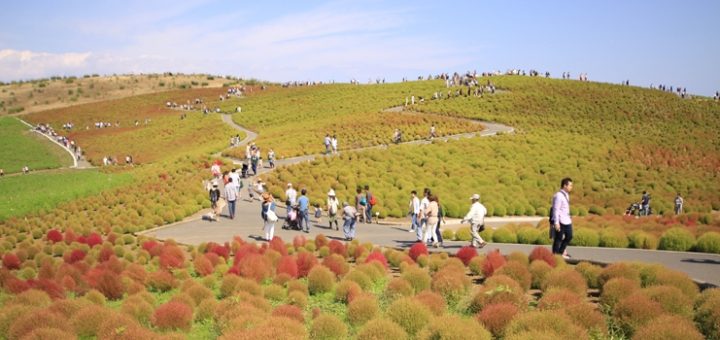 ไปชมทุ่ง Kochia ที่สวน Hitachi Seaside Park ด้วยกันมั้ย?