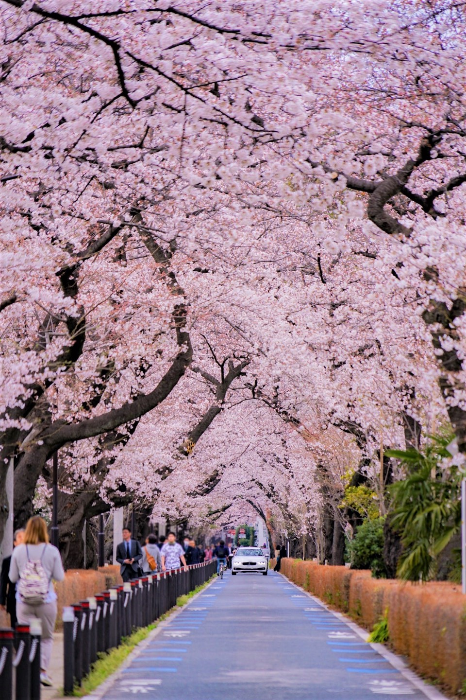 Hidden Places !! 7 จุดชมดอกซากุระซึ่งซ่อนอยู่ในโตเกียว WOM JAPAN